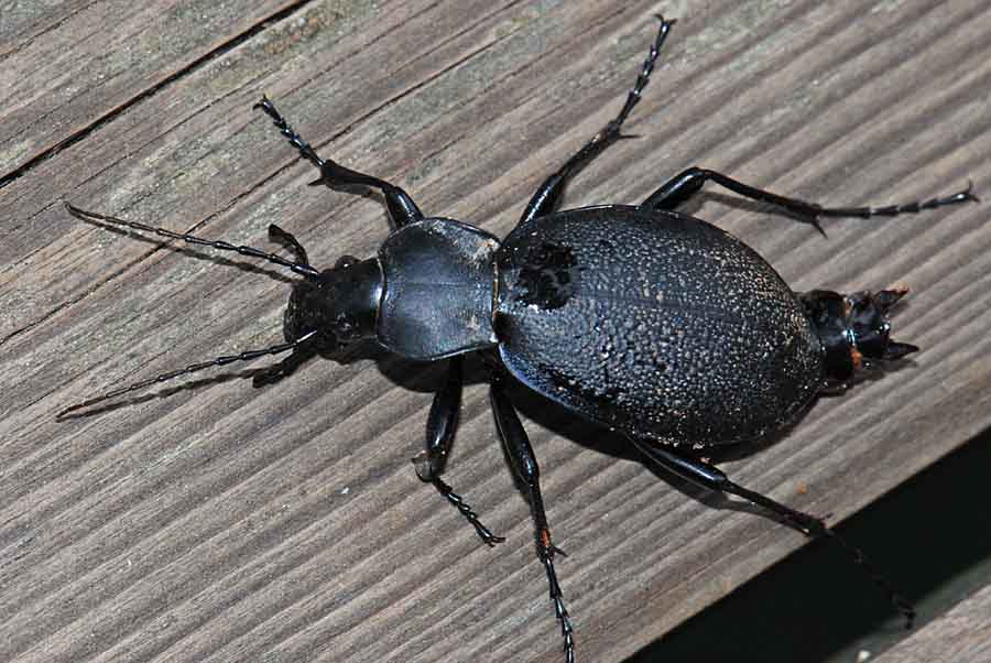 Carabidae di 4,3 cm.: Carabus coriaceus schiacciato